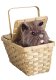 Deluxe Toto in a Basket