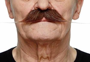 English Moustache | Brown and White