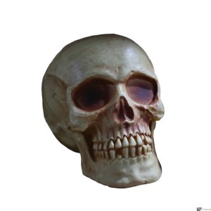 Skull