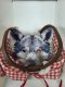 Red Riding Hood Basket