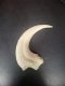 Jurassic Park Raptor Claw
