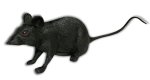 Red Eyed Rat