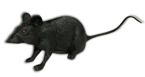 Red Eyed Rat