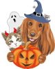 Pet Accessories