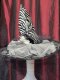 Zebra Print Witch Hat with Veil