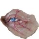 Halloween Dead Eye Appliance