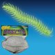Glow Insects | Centipedes